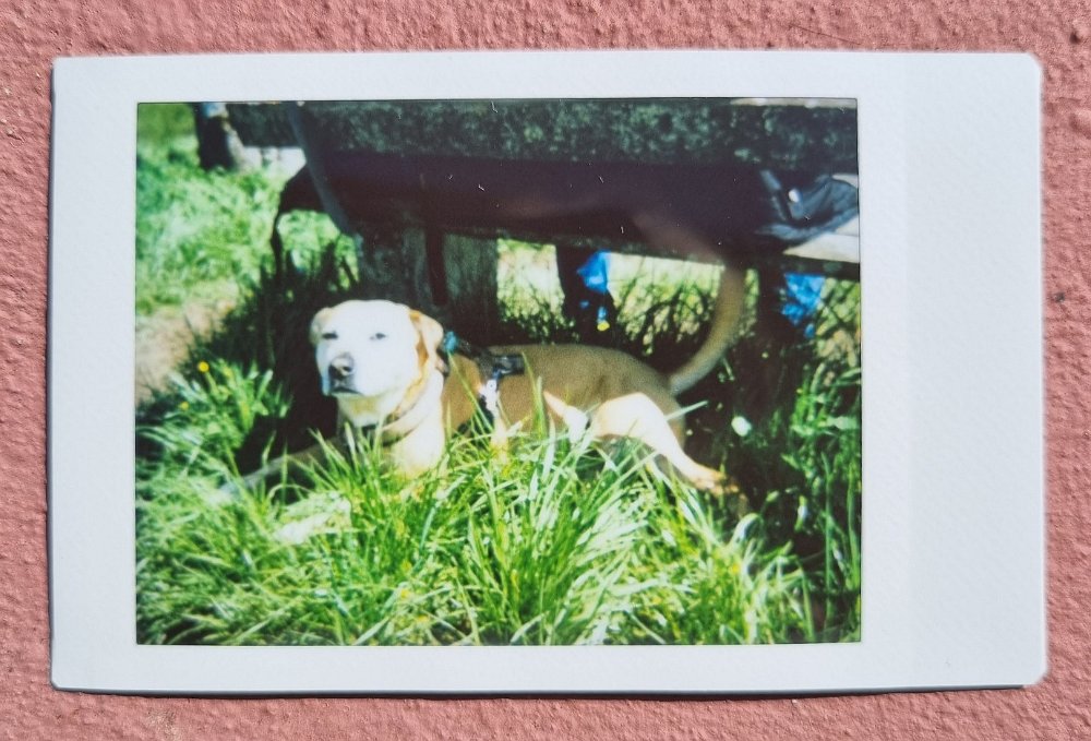 instax cora bebenhausen 2023-4-21 Spazieren und Gassi am Kloster Bebenhausen