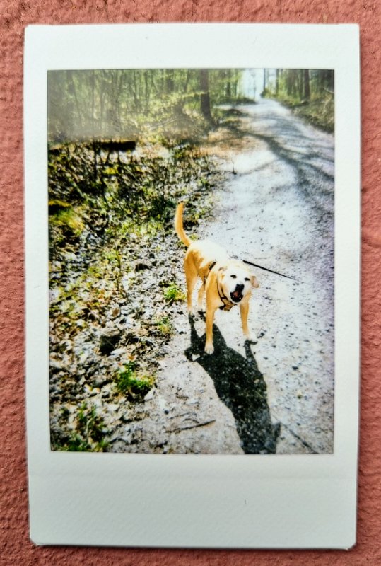 instax cora wald schoenbuchturm 2023-04-23 Cora genießt das Gassigehen.