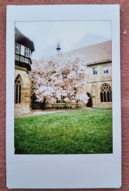 instax kloster maulbronn baum 2023-4-15 Kloster Maulbronn, innerer Bereich