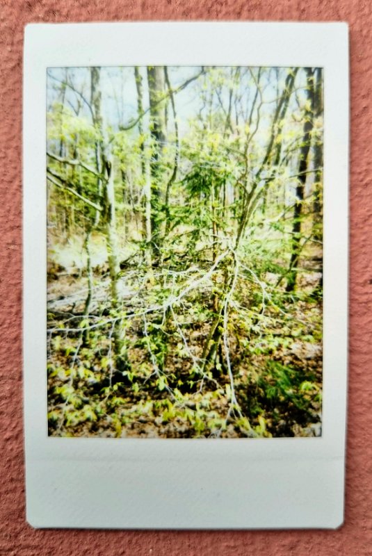 instax wald herrenberg 2023-04-23 Wald am Schönbuchturm