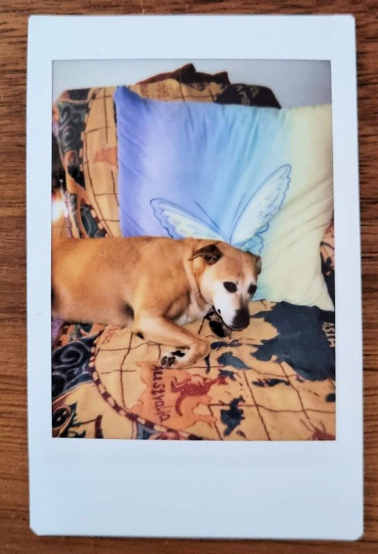 instax-2023-01-15 (2) Cora liegt gerne auf unserem riesigen Sofa
