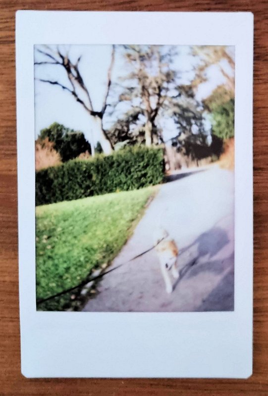 instax-2023-01-15 (4) Cora geht gerne Gassi.