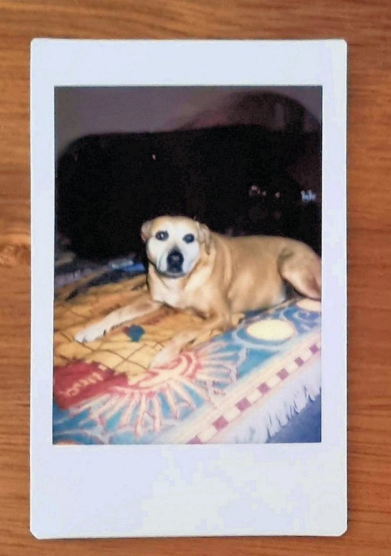 instax-2023-01-15 (9) Cora - immer bei der Sache