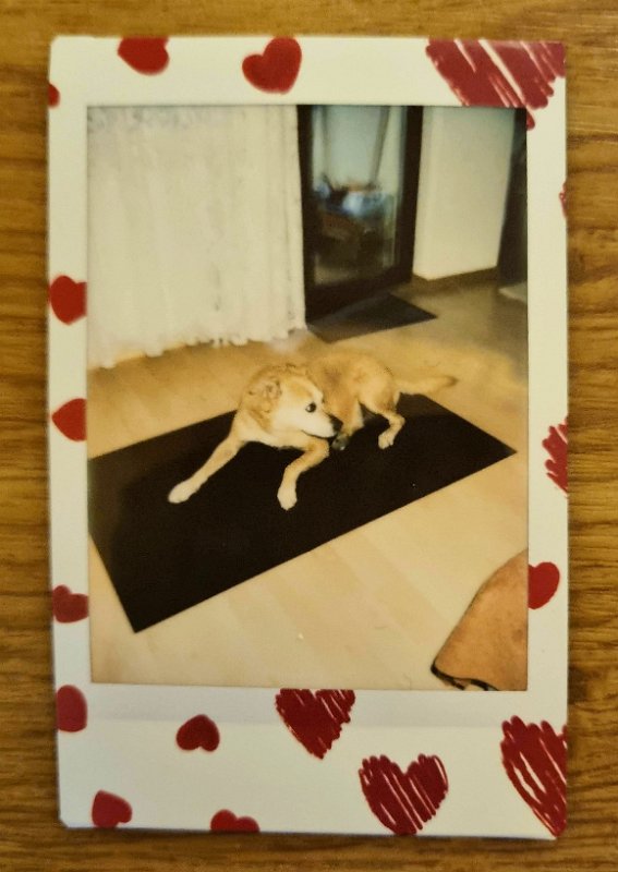 instax-cora-2023-03-04 Cora passt auf.