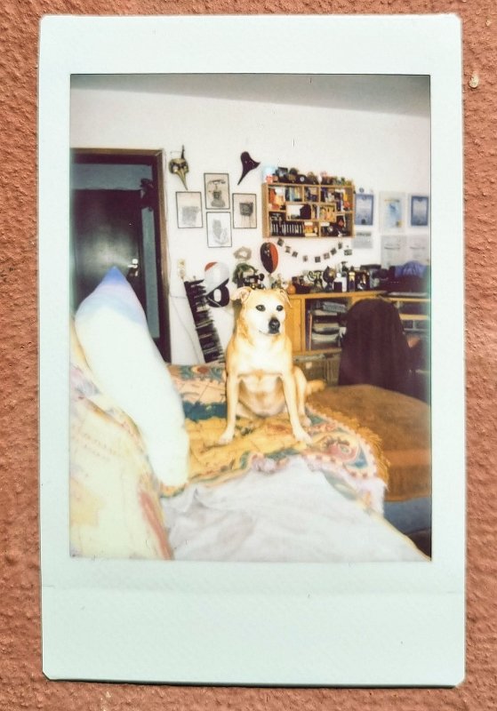 instax-cora-2023-04-04 Cora auf dem Sofa