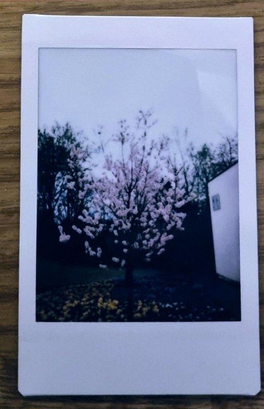 instax-kirschbaum Kirschbaum