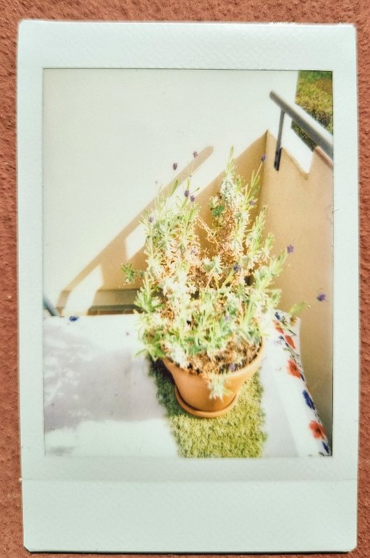 instax-lavendel-2023-04-04 Unser Lavendel