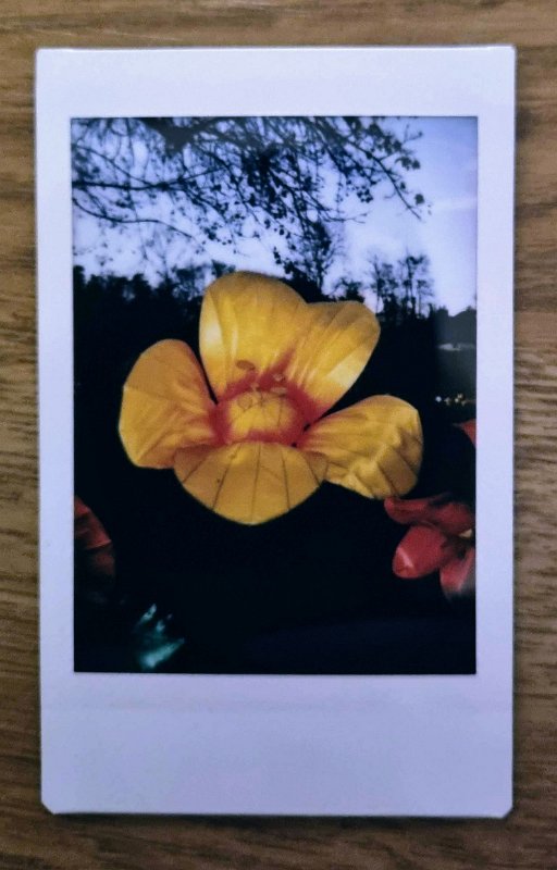 instax-sonnenblume-1-2023-03-24 Leuchtende Blume, Schloss Ludwigsburg