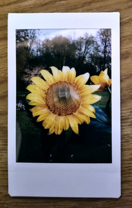 instax-sonnenblume-2-2023-03-24 Leuchtende Blume, Schloss Ludwigsburg